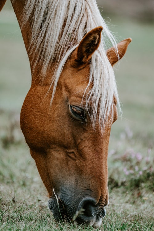 CBD pour les chevaux