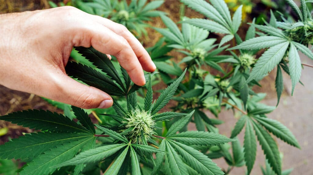 une personne tenant une plante de marijuana dans sa main.