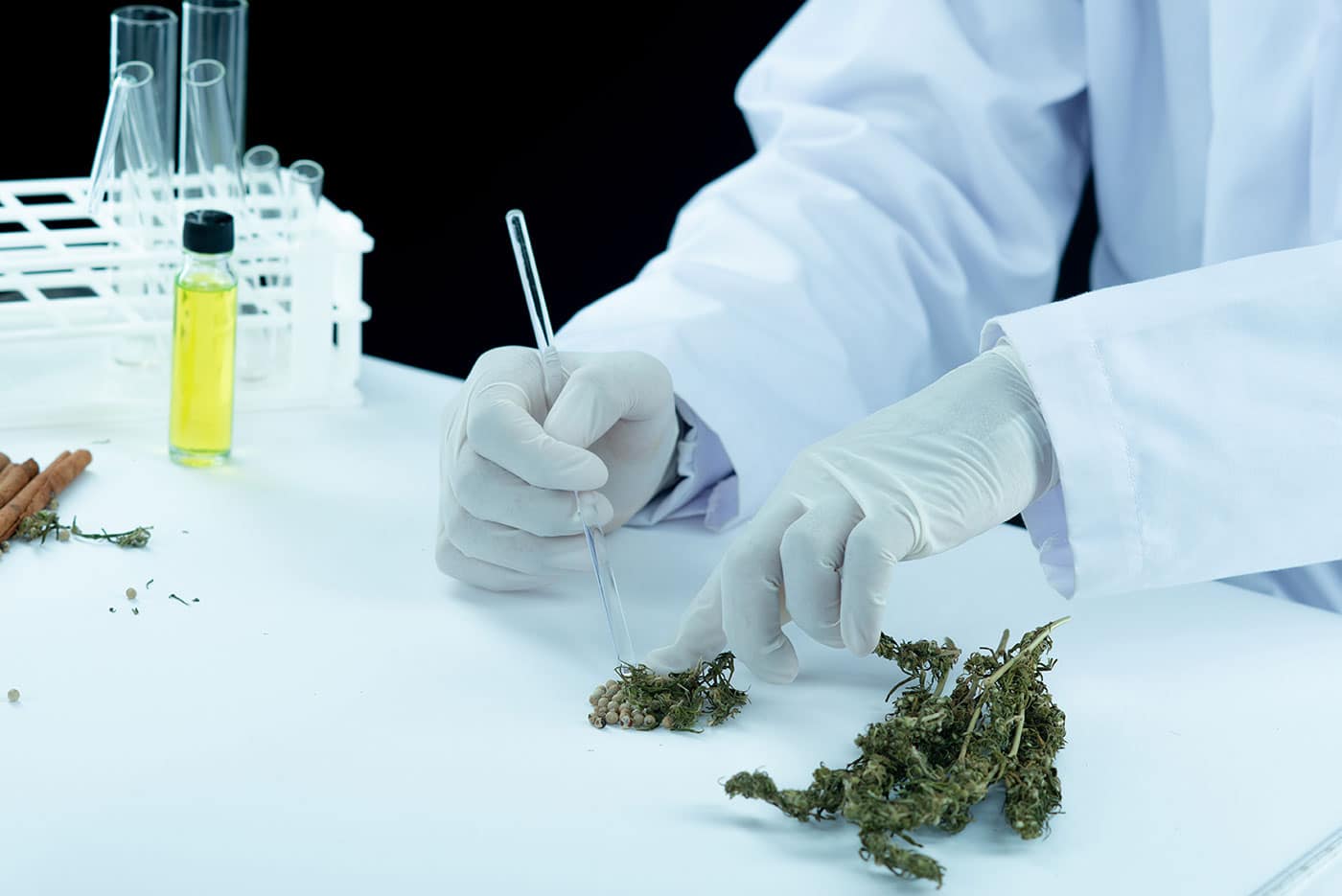 Un homme en blouse de laboratoire prépare du cannabis.