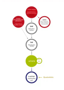 Un organigramme illustre la voie métabolique du folate au méthylfolate 5-MTHF, impliquant le DHF, le THF et le MTHFR, avec un texte français détaillant les suppléments comme Vitakruid – Multi Jour & Nuit® Femme et les sources alimentaires.